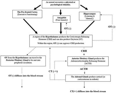 The Importance of Evaluating Positive Welfare Characteristics and Temperament in Working Therapy Dogs